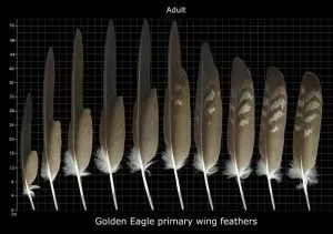 Eagle Feather